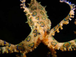 Вчені винайшли технологію, натхненну восьминогами