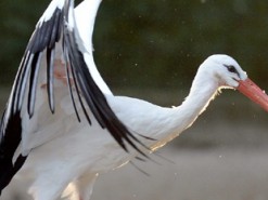 Житель Судана наговорил 20 часов по SIM-карте из Польши. Он нашёл её в трекере, упавшем с аиста