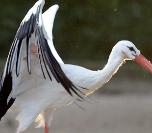 Житель Судана наговорил 20 часов по SIM-карте из Польши. Он нашёл её в трекере, упавшем с аиста