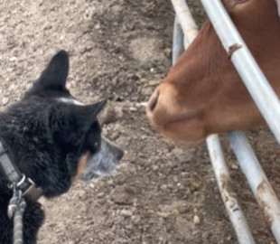 Дружелюбный бычок решил облизать щенка, но тот совсем не умеет целоваться: смешное видео