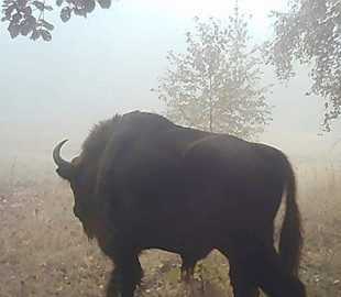 В Україні побачили велетенських зубрів, яких вважали зниклими (фото)