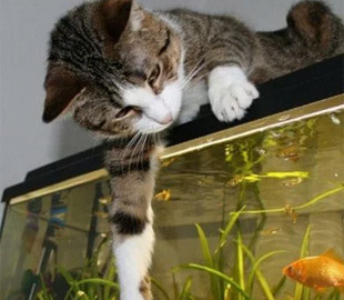 Сеть поразил кот, который подружился с аквариумными рыбками