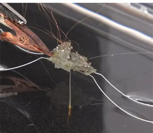 Інженери створили робота, який може ходити по воді