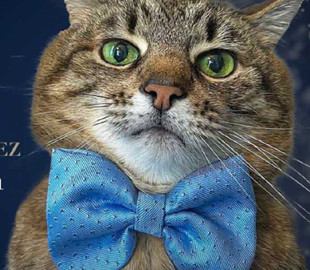 Харківського кота Степана номінували на престижну премію World Influencers and Bloggers Awards