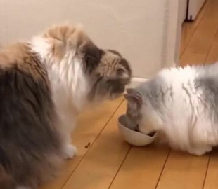 Борьба кошек за корм развеселила пользователей соцсетей