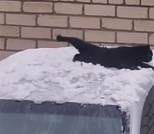 Розваги на легковику: чорний кіт з Дубна склав конкуренцію коту Степану