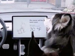 Tesla добавила режим для собак: в электромобиле можно будет оставить питомцев одних