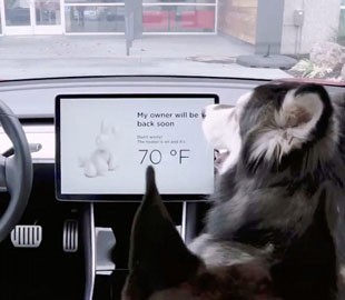 Tesla добавила режим для собак: в электромобиле можно будет оставить питомцев одних