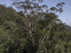 Вчені віднайшли найвище дерево в Амазонії