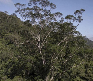 Вчені віднайшли найвище дерево в Амазонії