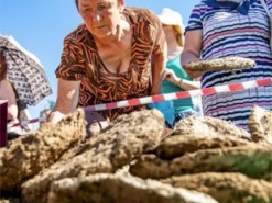 В РФ устроили турнир по метанию навоза