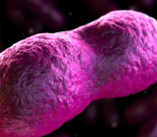 Бубонна чума в Китаї. У пастуха підтвердили небезпечну інфекцію