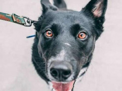 Учені працюють над ШІ-перекладачем для собак: перші "слова" вже розшифровано