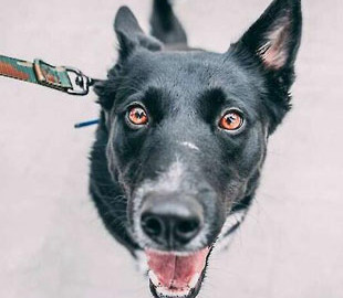 Учені працюють над ШІ-перекладачем для собак: перші "слова" вже розшифровано