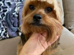 Дівчина самостійно постригла собаку і перетворила її на ходячий мем