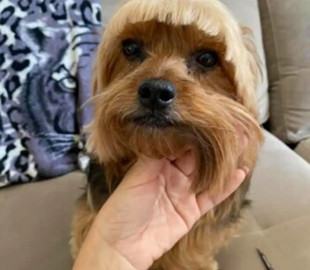 Дівчина самостійно постригла собаку і перетворила її на ходячий мем