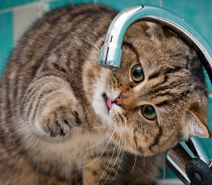 Сообразительная кошка поняла, что делать с кулером для воды