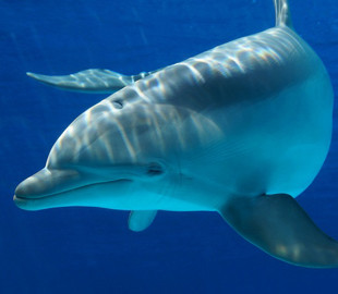 Загинуло понад 5 тисяч дельфінів: біолог про ситуацію в Чорному морі