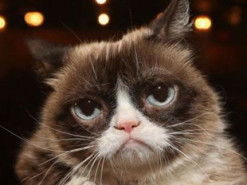 Умерла самая известная кошка интернета - сердитая Grumpy Cat