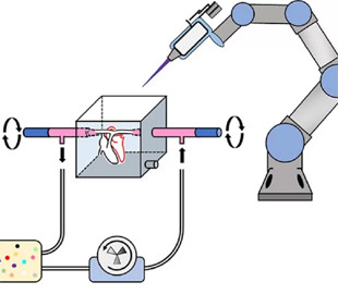 Исследователи впервые напечатали 3D-ткань сердца, способную поддерживать жизнедеятельность более 6 месяцев
