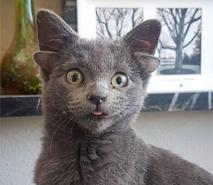 Котенок с четырьмя ушами стал звездой в сети