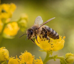 Канадський політик проковтнув під час виступу бджолу і розповів, що вона всередині дзижчить