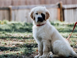 Собака с редкой генетической мутацией стала звездой Сети