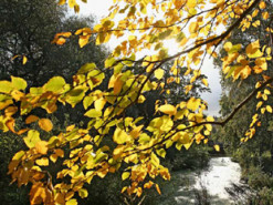 В Україні похолодає та прийдуть дощі: прогноз погоди на 4 жовтня