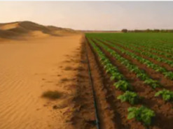 Норвежці винайшли технологію, що перетворює пустелю на чорнозем