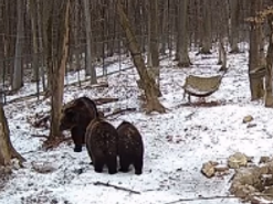 Кумедне відео, як ведмедиця Діна в Галицькому нацпарку виховує дітей