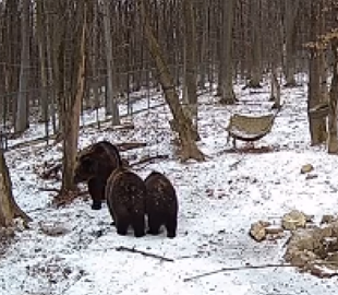 Кумедне відео, як ведмедиця Діна в Галицькому нацпарку виховує дітей