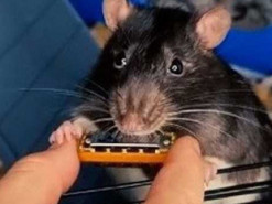 Щур з Нідерландів зіграв на мінігармошці, випустив хітовий трек та став зіркою тіктоку