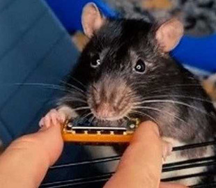 Щур з Нідерландів зіграв на мінігармошці, випустив хітовий трек та став зіркою тіктоку