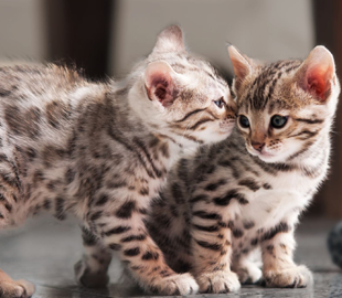 Кошеня за 23 тисячі: запоріжанка стала жертвою афери