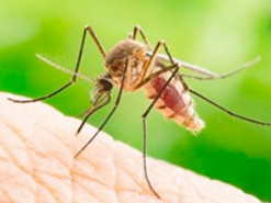 Біологи пояснили, чому деякі люди особливо привабливі для комарів