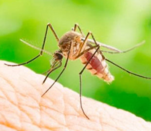 Біологи пояснили, чому деякі люди особливо привабливі для комарів