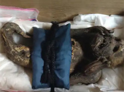 Японські вчені розкрили таємницю стародавньої мумії русалки з XIX століття