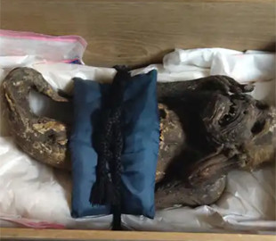 Японські вчені розкрили таємницю стародавньої мумії русалки з XIX століття