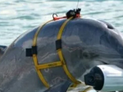 Бойові дельфіни, можливо, не перейшли на бік росії, а залишалися агентами України з 2014 року