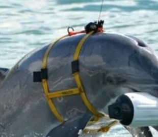 Бойові дельфіни, можливо, не перейшли на бік росії, а залишалися агентами України з 2014 року