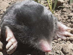 Виживають за +50 і під двома метрами снігу. Учені відкрили два нові види кротів