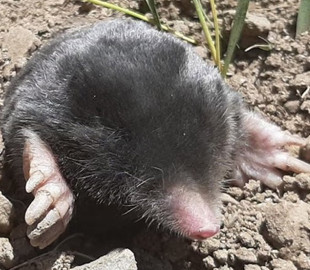 Виживають за +50 і під двома метрами снігу. Учені відкрили два нові види кротів