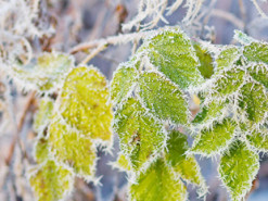 Зима близько: коли в Україні слід очікувати на перші заметілі