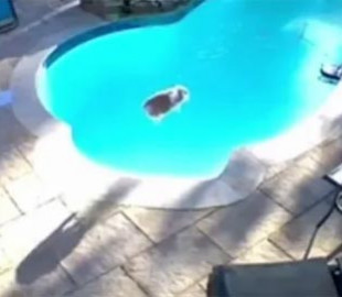 Кролик прыгнул "бомбочкой" в бассейн и напугал хозяйку