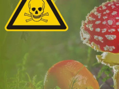 Чоловік отруївся мухоморами, які замовив онлайн для “лікування”