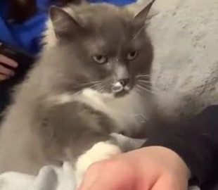 Пушистая кошка потребовала от хозяина ласки и попала на видео