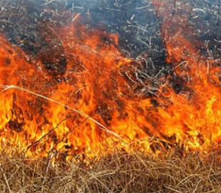 Палій трави заплатив понад 130 тисяч гривень штрафу на Львівщині