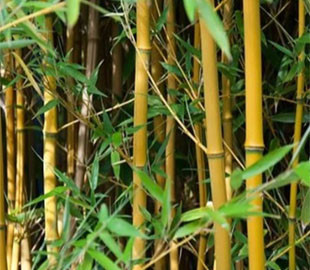 Повністю розкладається за 50 днів. Китайські науковці створили надміцний біопластик