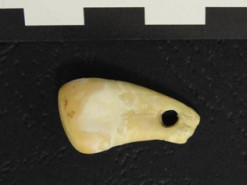 Модниця з палеоліту. Вчені завдяки ДНК встановили, кому належала підвіска з оленячого зуба