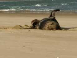 В Новой Зеландии у тюленя нашли флешку с фотографиями туристов